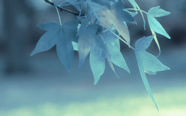 2k分支壁纸-蓝色的 - 植物-壁纸推荐「哲风壁纸」