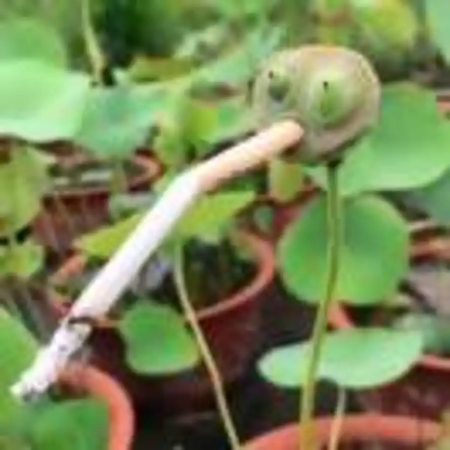 相信阳光的头像