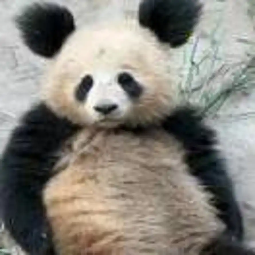 壹只的头像