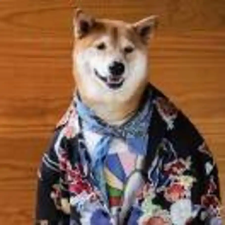 华侨的头像