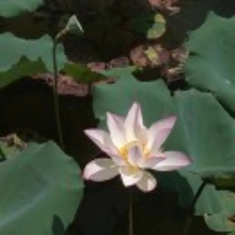 平安是福🌹🌹🌹的头像