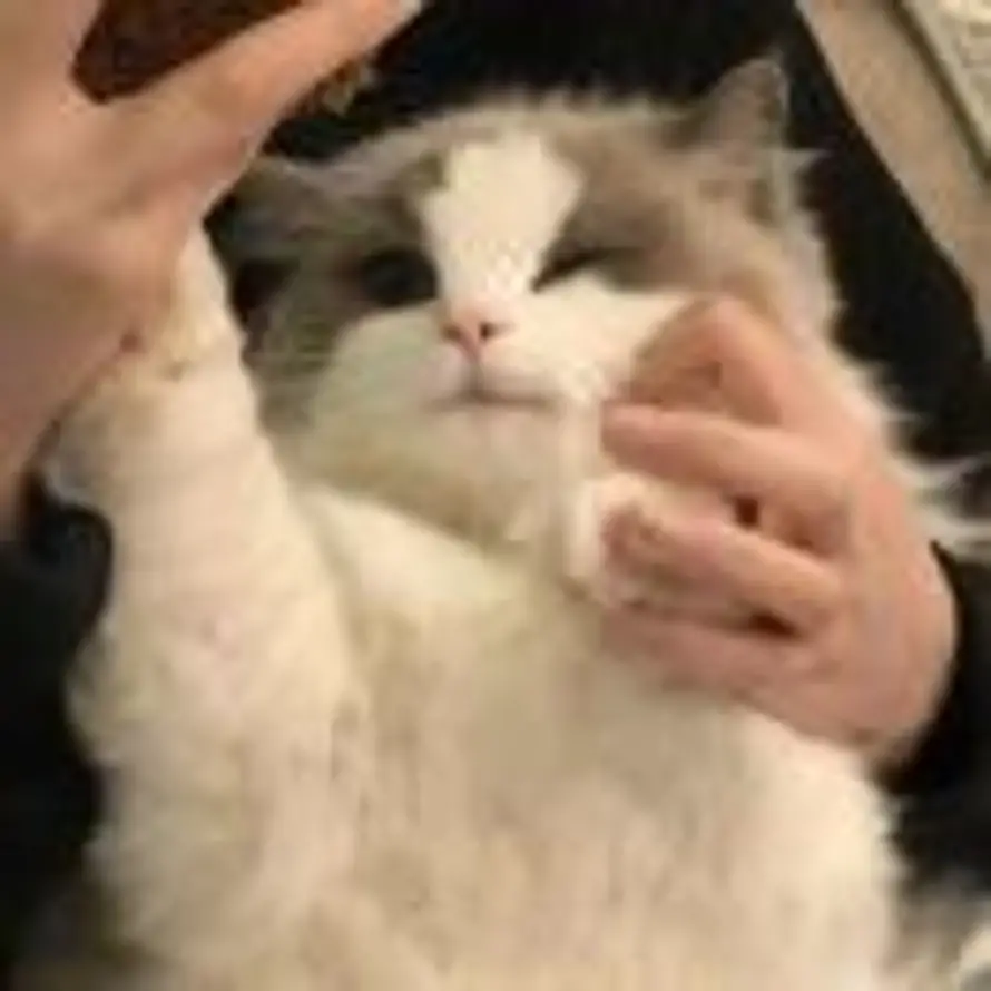 咪咪复咪咪的头像