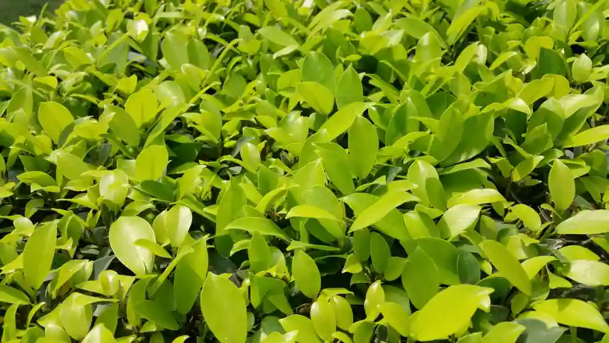 5k绿草壁纸-阳光照料与草丛-热门的壁纸「哲风壁纸」