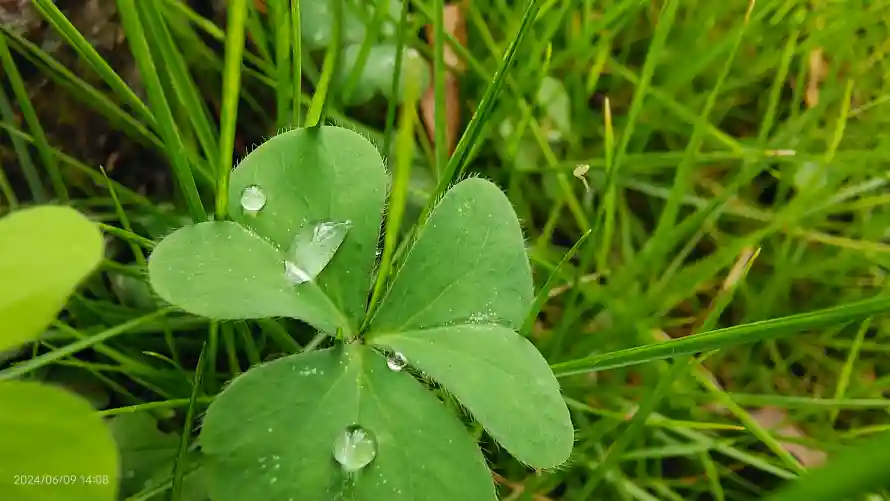 4k植物壁纸-绿色 - -热门的壁纸「哲风壁纸」