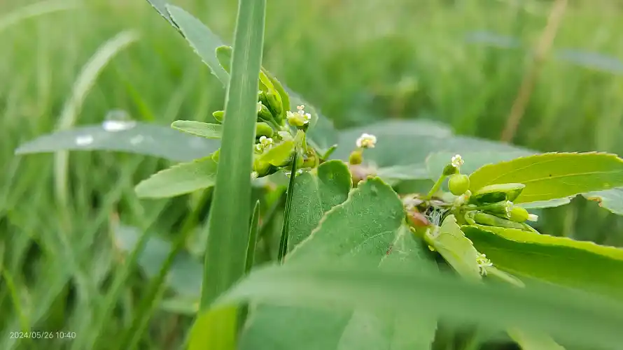 4k植物壁纸-绿色与-壁纸分享「哲风壁纸」