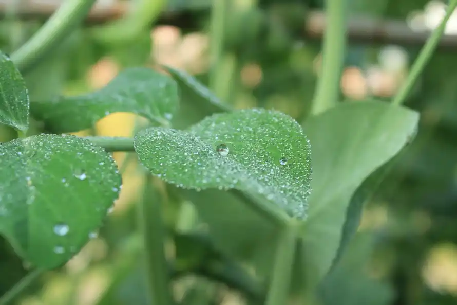 5k植物壁纸-绿色与-热门的壁纸「哲风壁纸」