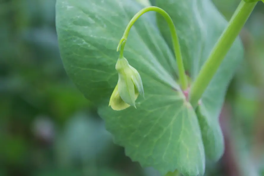 3k植物壁纸-绿色 - -壁纸分享「哲风壁纸」