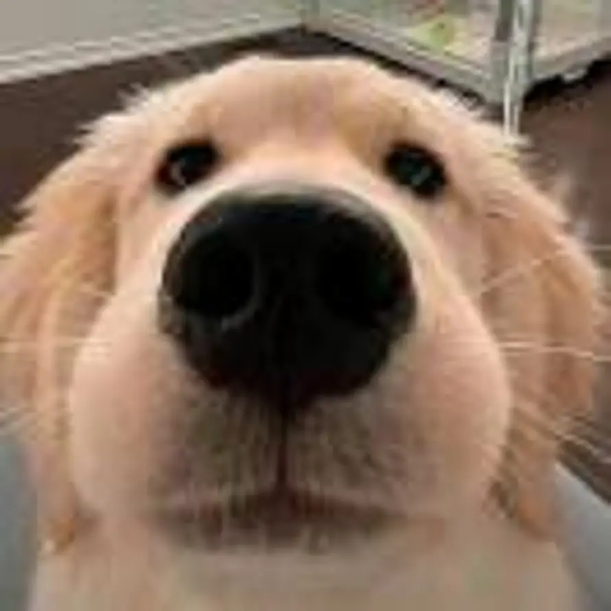 小猪的头像