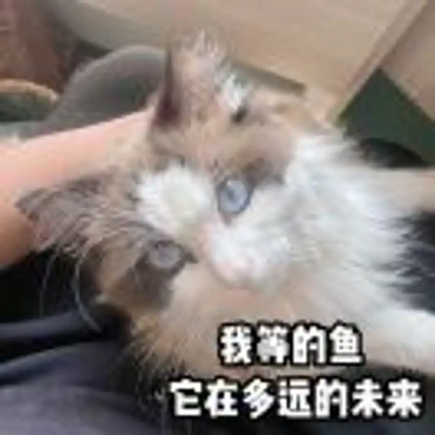 赞美愚者的头像