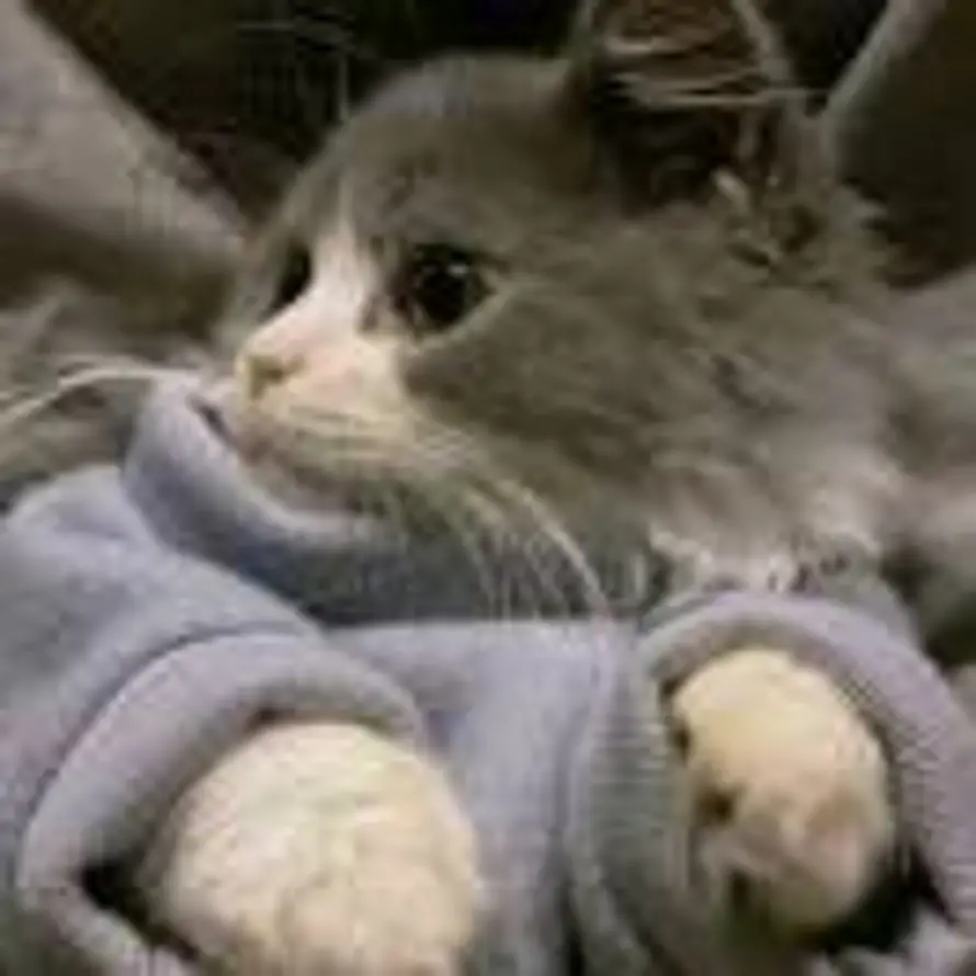 莺啼山客犹眠的头像