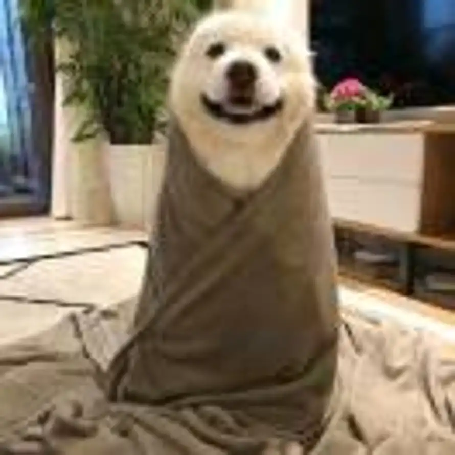 wink的头像