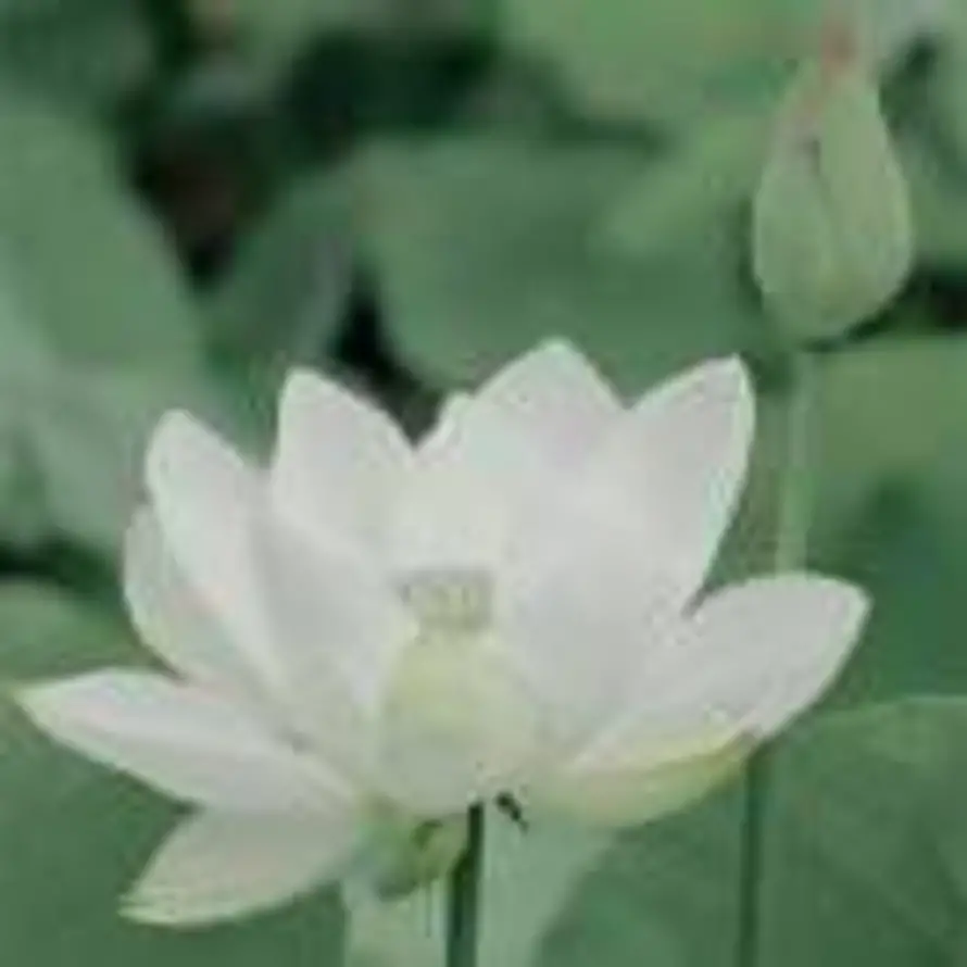乔木的头像