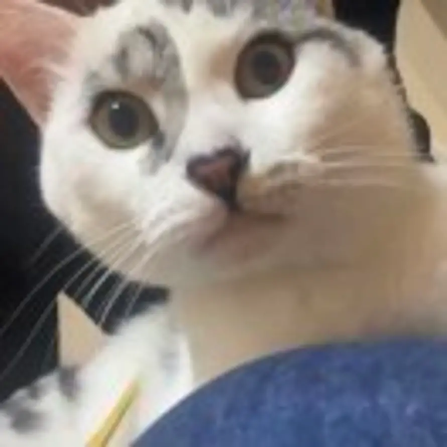 岱铉的头像