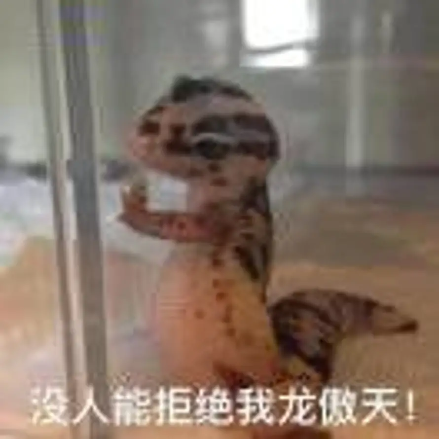 龙傲天的头像