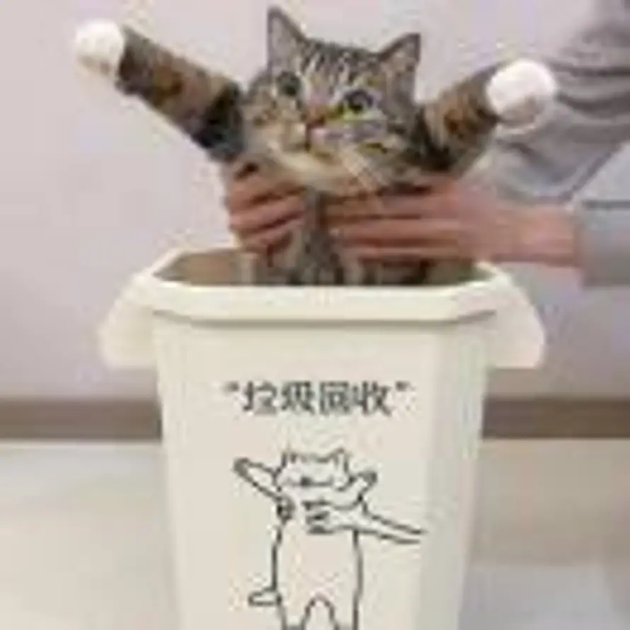 愛貓๑🐈的头像