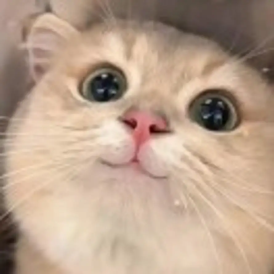 🍉的头像