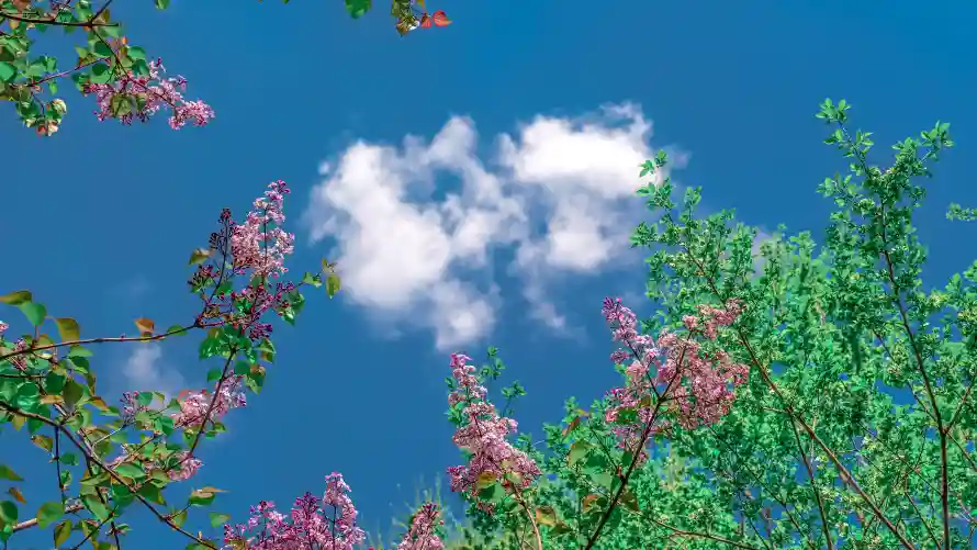 6k天空壁纸-春天 - 花-热门的壁纸「哲风壁纸」
