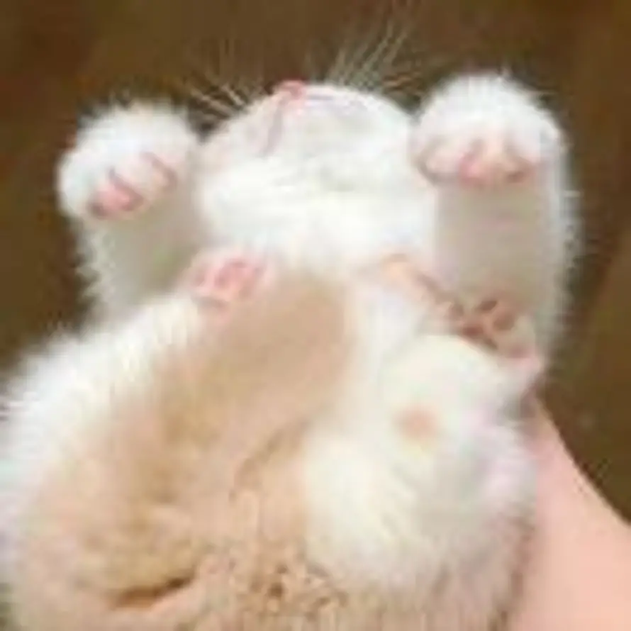 猫喵的头像