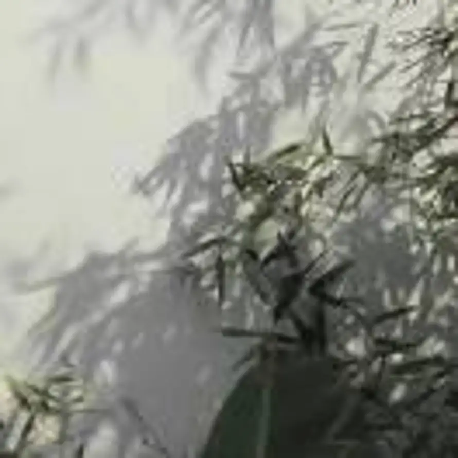 琥珀川的头像