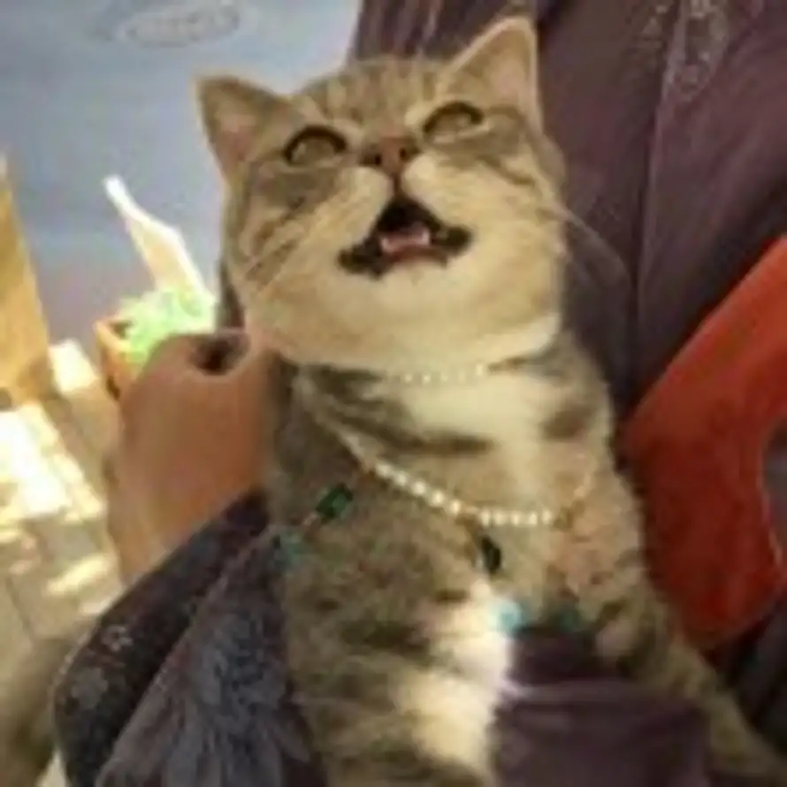 啊黄黄的头像