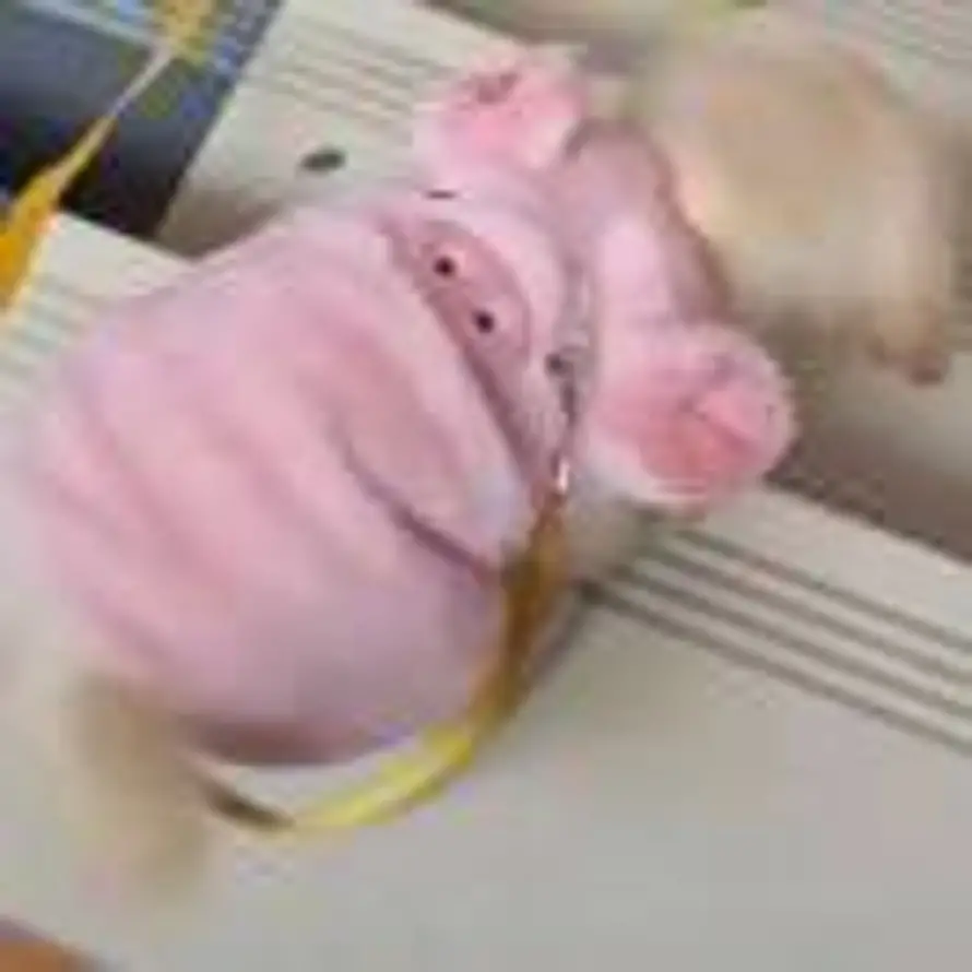 ㄌ 㞢卄 的头像