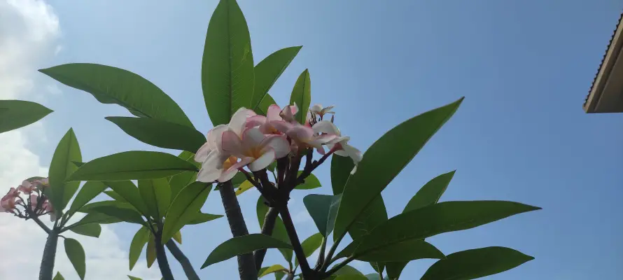 5k蓝天壁纸-花与-热门的壁纸「哲风壁纸」