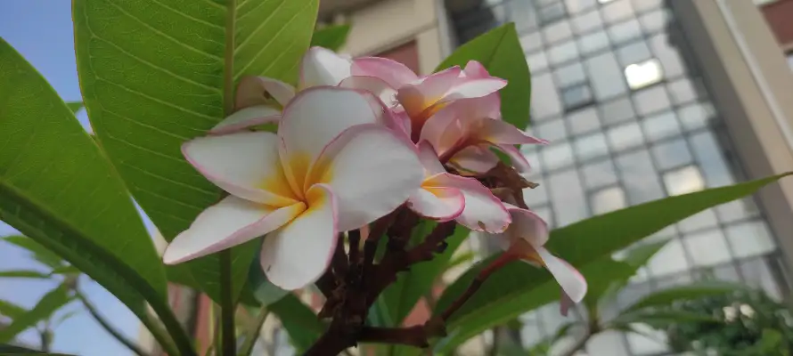 5k夏天壁纸-蓝天 - -壁纸推荐「哲风壁纸」