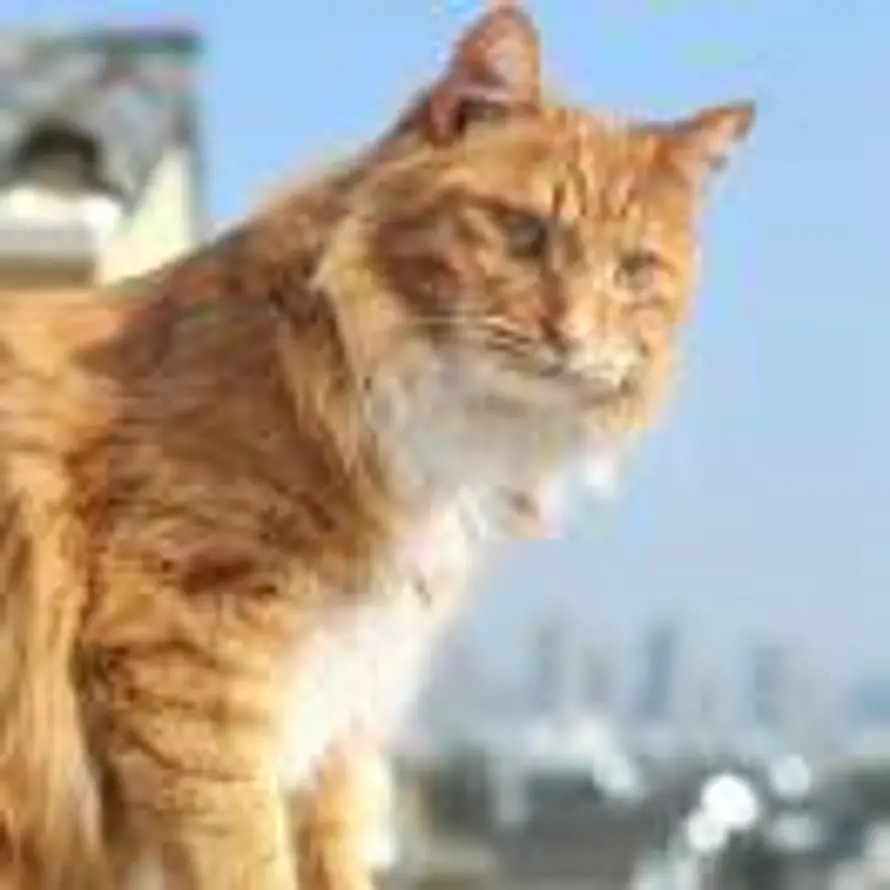 爱小猫的头像
