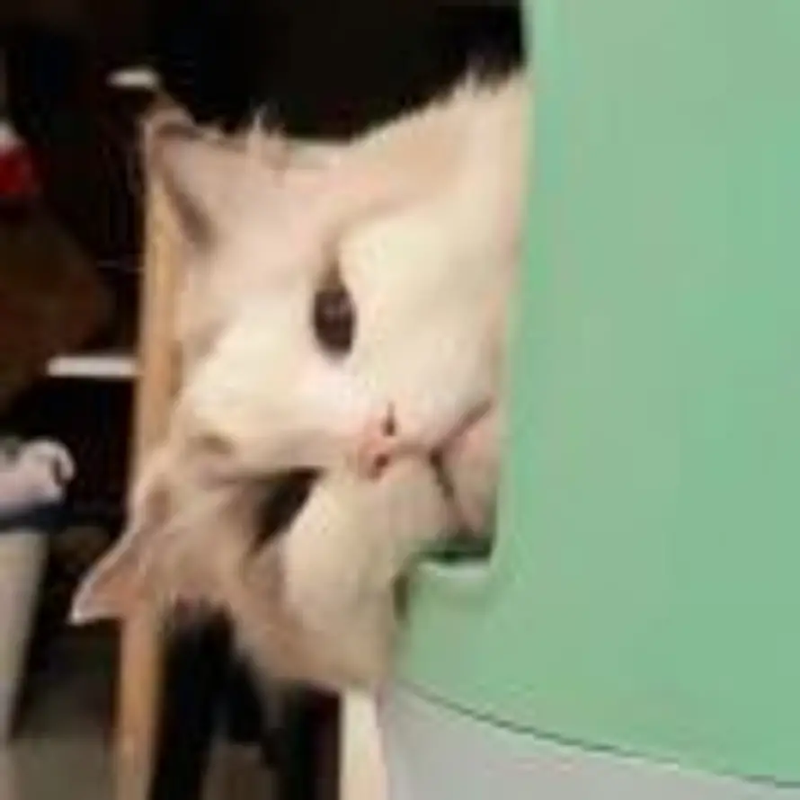 小鱼小鱼的头像