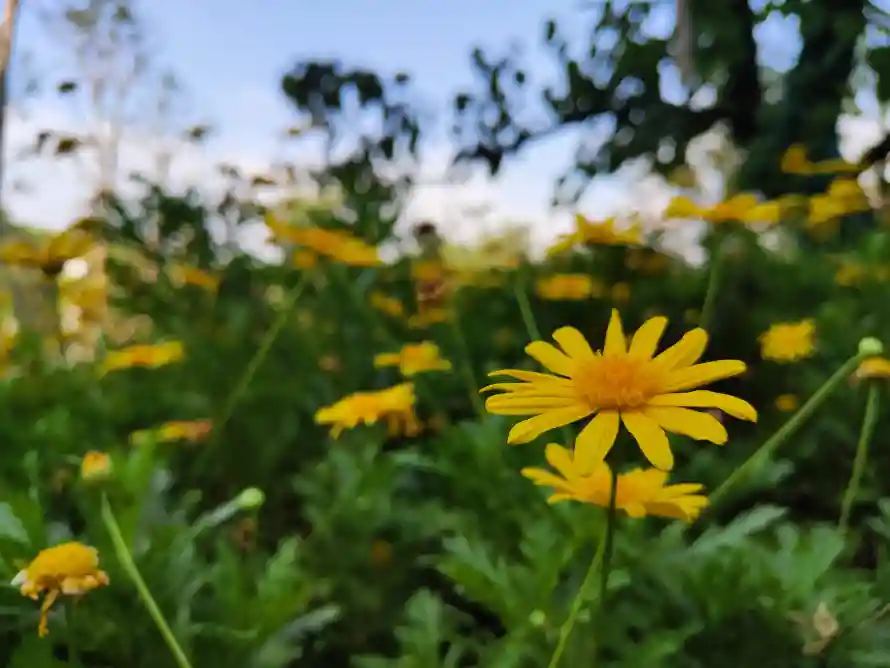 4k花朵壁纸-清新自然 - -热门的壁纸「哲风壁纸」