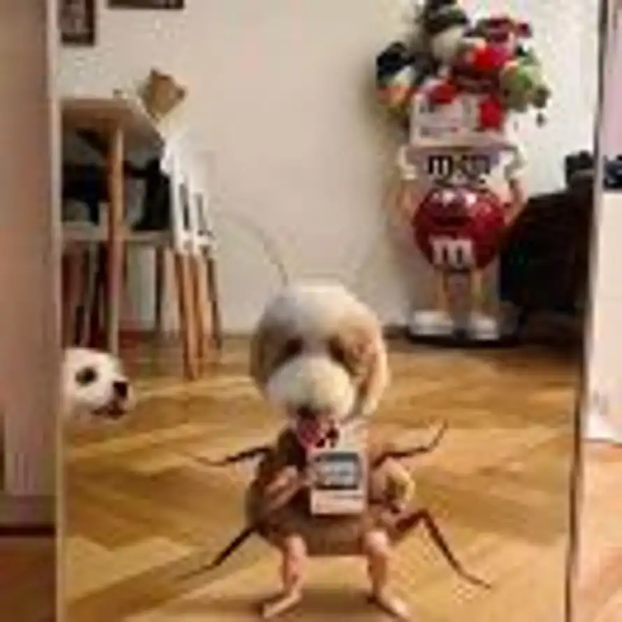 否極泰來的头像