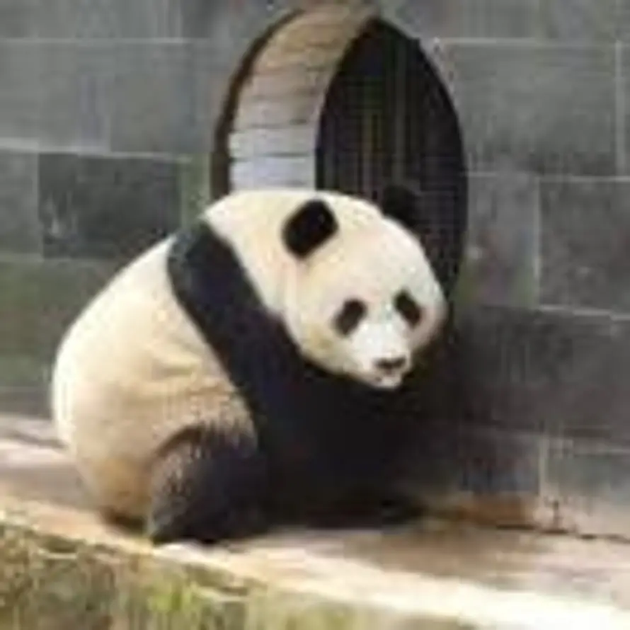 无言笑的头像