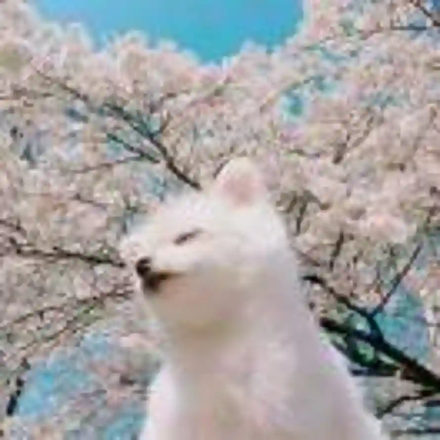坏坏的头像