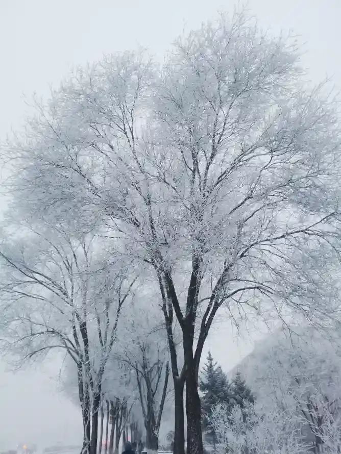 4k冬季壁纸 - 雪 - 雪景 - 雾凇「哲风壁纸」