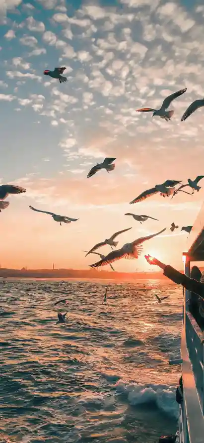 4k夕阳壁纸 - 海鸟 - 海鸥 - 海上飞鸟「哲风壁纸」
