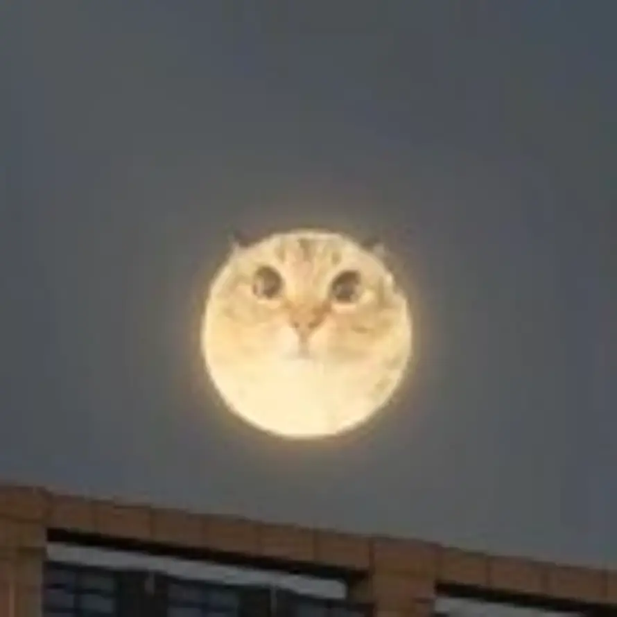海豹的头像