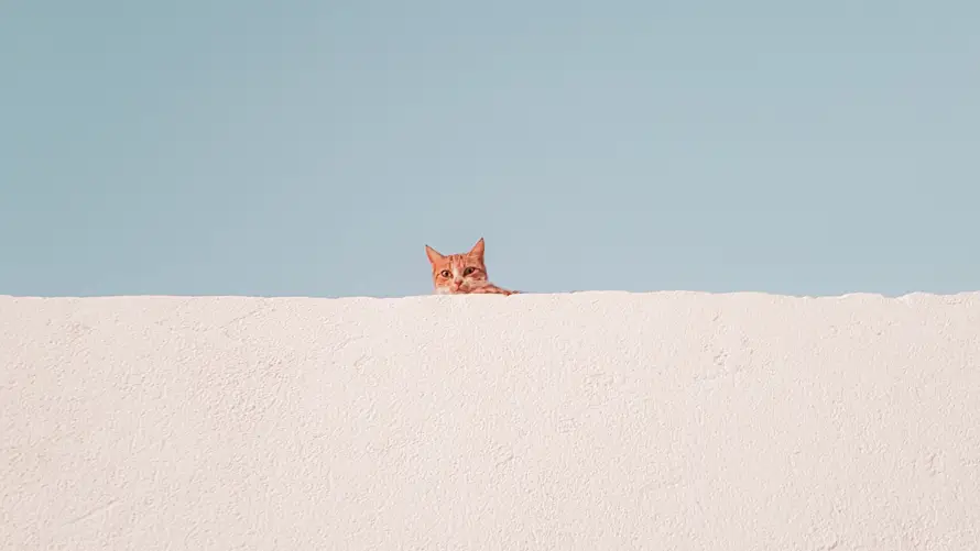Favorite Image
