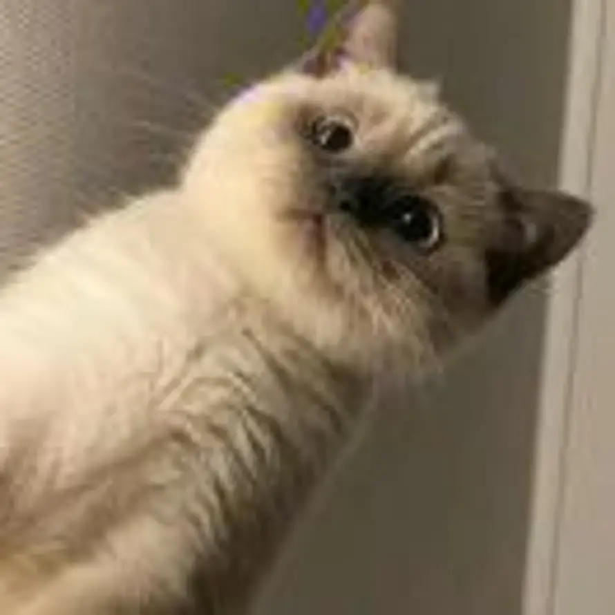 Aurora的头像
