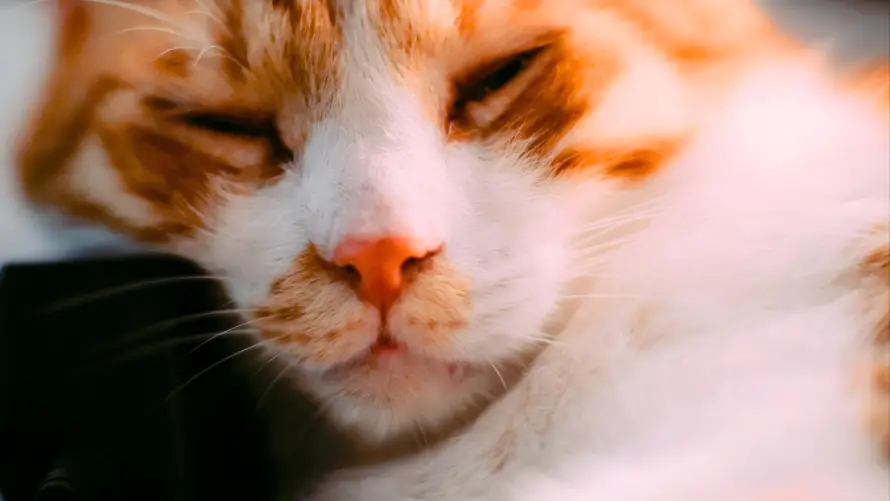 4k猫咪壁纸-可爱猫壁纸和萌猫-壁纸推荐「哲风壁纸」