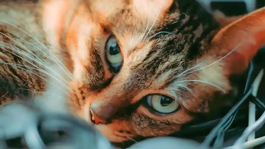 4k宠物壁纸-可爱眼神和猫猫-热门的壁纸「哲风壁纸」
