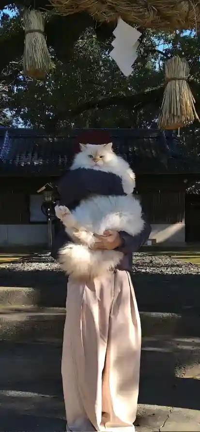 4k小众壁纸 - 抱猫 - 猫咪 - 氛围感「哲风壁纸」