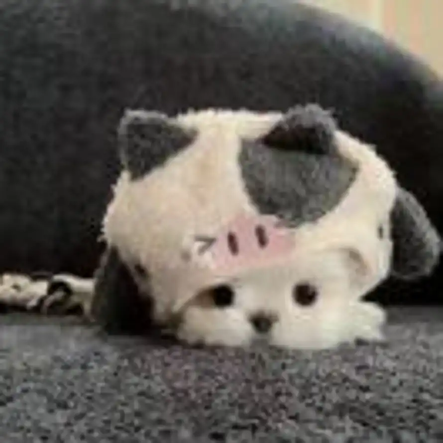 caTToiin的头像
