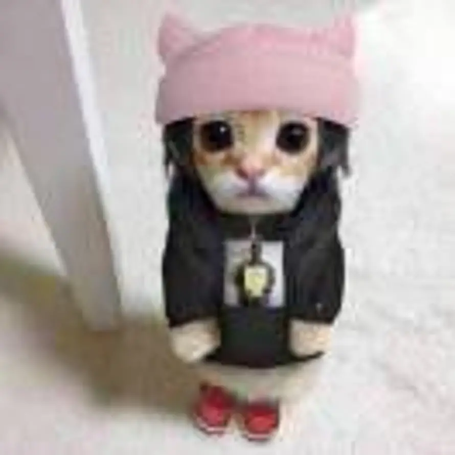 🐱的头像