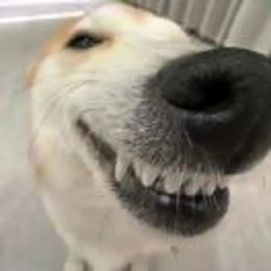 你好的头像