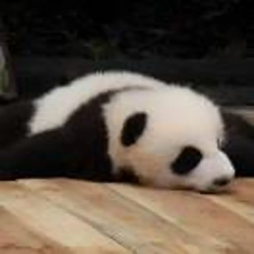 Yolo的头像