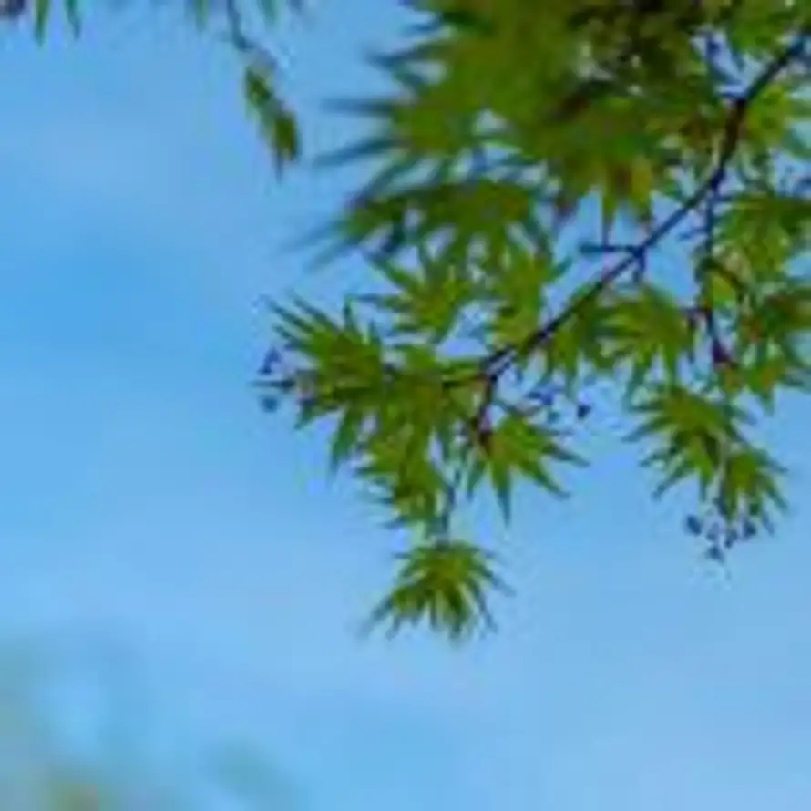 晴天的头像