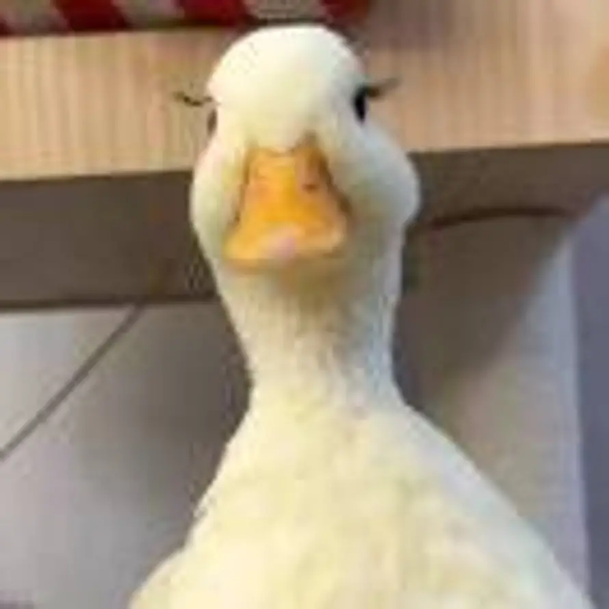 惊鸿的头像