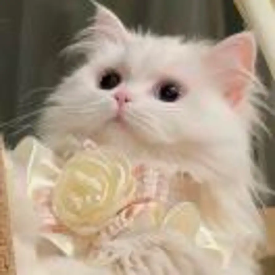 🌸的头像