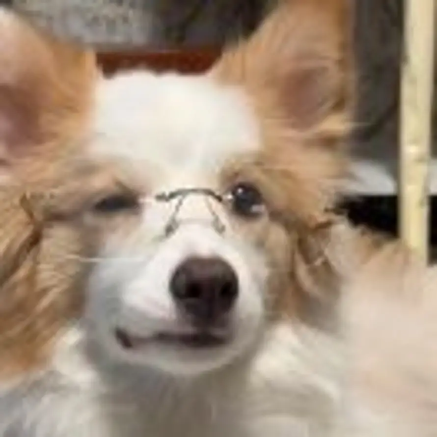 雍鸣怀瑾的头像