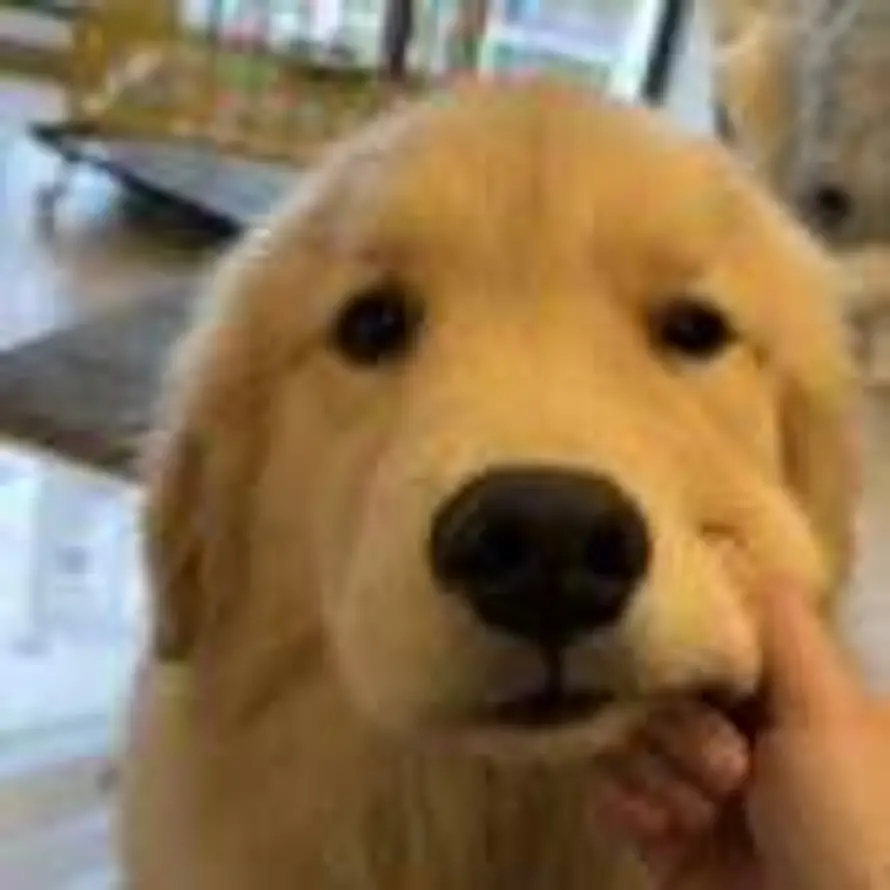 MuMuJiu的头像